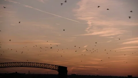 Wide shot of birds migrating at sunset over bridge industrial area Stock Footage 89944651