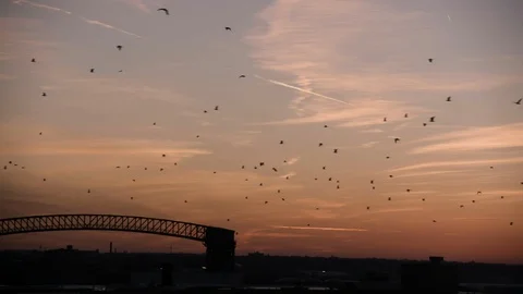 Wide shot of birds migrating at sunset over bridge industrial area Slow Pan Left Stock Footage 89944669