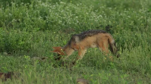 Wide shot of a black-backed jackal digging in elephant dung. Vídeo Stock 320996408