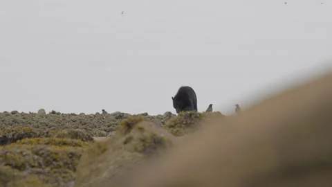 Wide shot of black bear turning over rocks on a beach looking for food next to Vídeo Stock 344088931