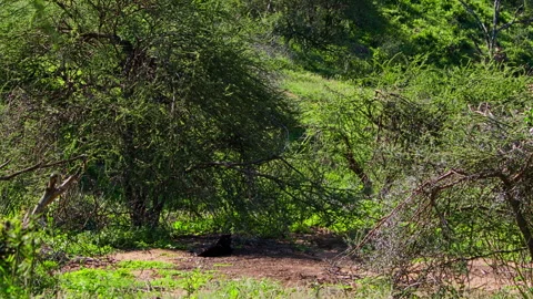 Wide shot of black leopard camouflaging under a thorny bush Stock Footage 256905089