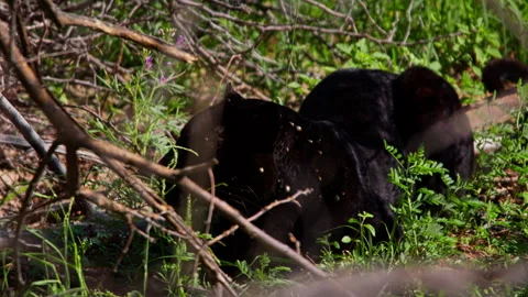 Wide shot of a black leopard laying under a bush during the morning Stock Footage 256905073