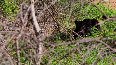 Wide shot of a black leopard laying between bushes scanning the area Stock Footage 256905095