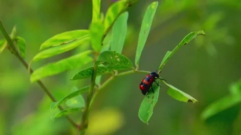 Wide shot of blister beetle on leaf Stock Footage 322724327