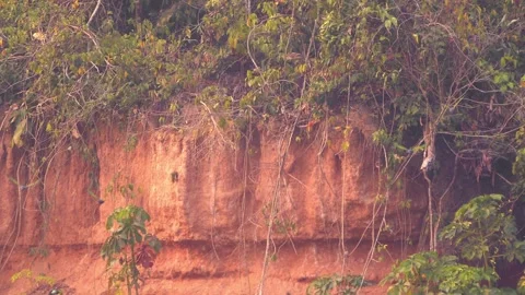 Wide Shot of Blue-headed Parrot at Clay Lick Spooked and Taking Flight in Stock Footage 325843371