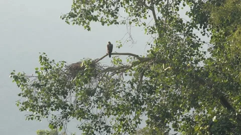Wide shot of Bonelli's or Bonellis eagle near nest on tree in a winter morning Stock Footage 164958822