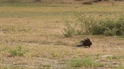 Wide shot of Booted eagle or Hieraaetus pennatus with a Spiny-tailed lizard Stock Footage 145428089