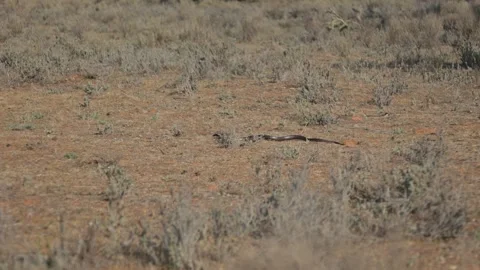 Wide shot of a brown snake moving through outback grass in the Mallee. Vidéo 287559108