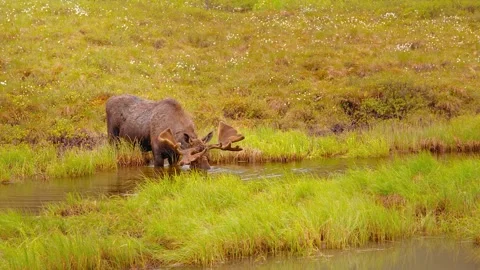 Wide Shot of a Bull Moose Drinking Water in Meadow 動画素材 339159488
