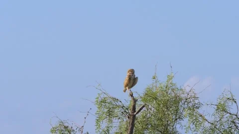 Wide shot of burrowing owl looking around from atop a tree in Texas Stock-Footage 246944643