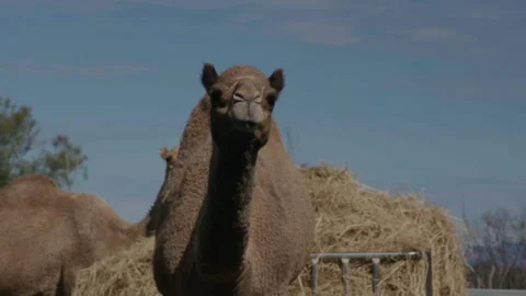 Wide shot of Camel walking, Queensland, Australia. Summerland camels Stock Footage 223973653
