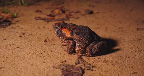Wide shot of cane toad sitting quietly on rainforest ground in Peru’s Amazon Stock Footage 312188399