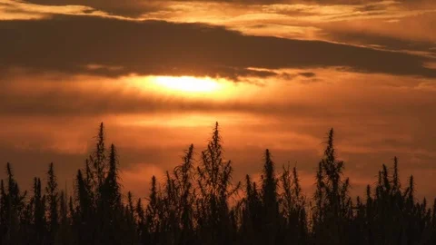 Wide shot of cannabis at the sunset background. Stock Footage 80715666