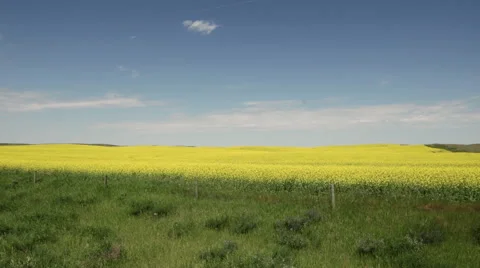 Wide shot of Canola Fields in summer Stock Footage 46416331
