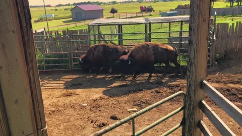 A wide shot captures two bison grazing in a fenced enclosure with a rural Stock Footage 310928951