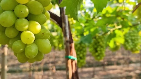A wide shot capturing a full cluster of sweet green grapes perfectly ripe a.. Stock Footage 300079663