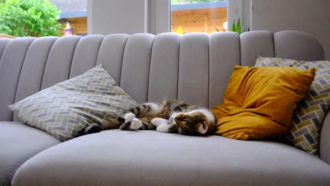 Wide shot cat couch Stock Footage 246801610
