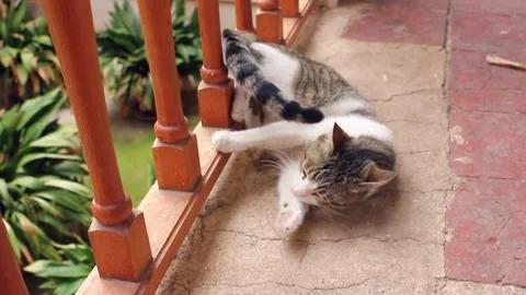 Wide shot of cat licking its paw in the terrace Stock Footage 290953225