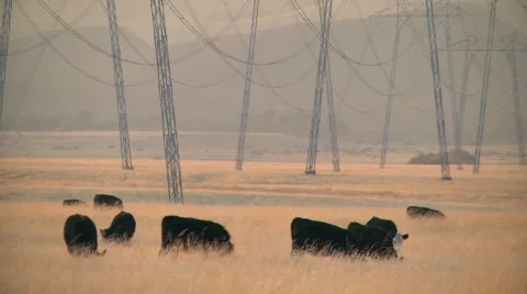 Wide shot of cattle grazing in large field Stock Footage 58367887