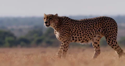 Wide shot of a cheetah walking through the grasslands Stock Footage 308678476