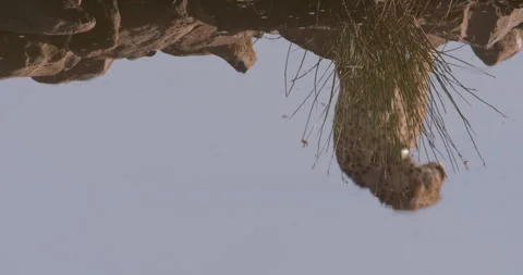 Wide shot of a cheetahs image as it walks along the pond Stock Footage 308673976
