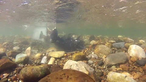 Wide shot of Chinook Salmon Spawning Underwater Stock Footage 234936558