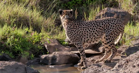 Wide shot of a collared cheetah drawing in water at the edge of a pond Stock Footage 308674696
