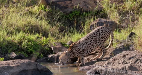 Wide shot of a collared cheetah hydrating as water drips from whiskers Stock Footage 308674734