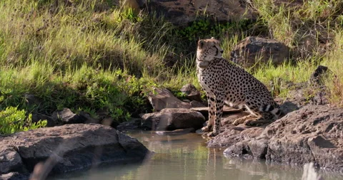 Wide shot of a collared cheetah scanning then lapping up water Stock Footage 308674659