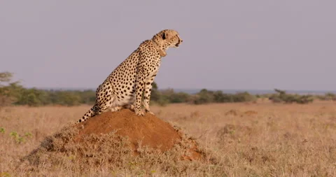 Wide shot of a collared cheetah standing on termite mound Stock Footage 308677169