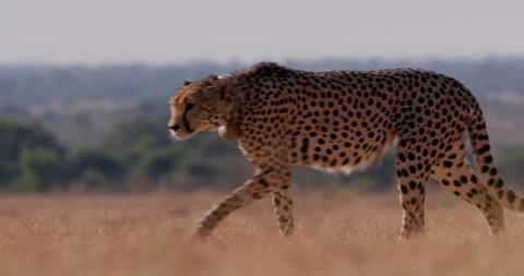 Wide shot of a collared cheetah strolling across the savanna Vídeo Stock 308677607