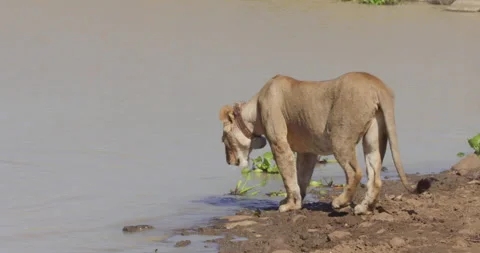 Wide shot of a collared Lion walking into a dam towards a dead buffalo Stock Footage 279041691