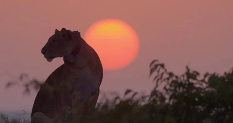 Wide shot of a collared lioness eclipsed by the sun during sunset Stock Footage 295290387