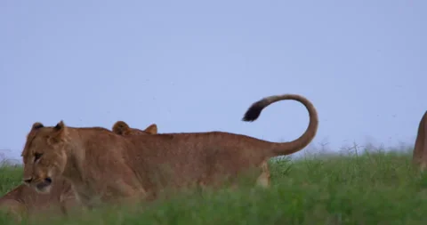 Wide shot of a collared lioness play fighting with her cubs in kenya Stock Footage 295285622