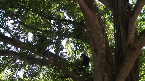 Wide shot of colobus monkeys in tree Stock Footage 138147115
