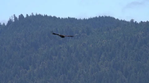 Wide shot of condor flying above forested mountain ridge Stock Footage 344087380