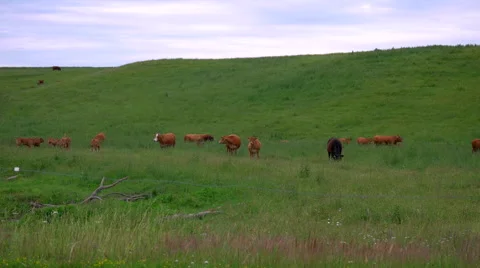 Wide Shot of Cows in a Field. Stock Footage 64912779