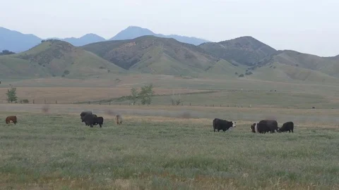 Wide Shot of Cows in Field Stock Footage 74513344