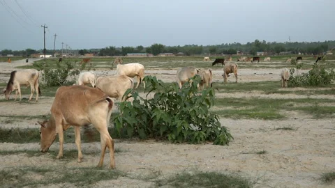 Wide shot of cows on pasture, Eastern Nepal, Nepal Stock-Footage 139740822