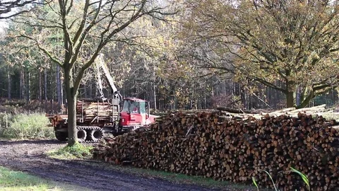 Wide shot of crane stacking logs in an English forest Stock Footage 82720767