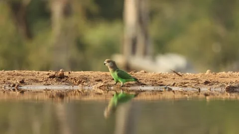 Wide shot of a cute brown-headed parrot drinking at a waterhole and flapping Stock Footage 313187905
