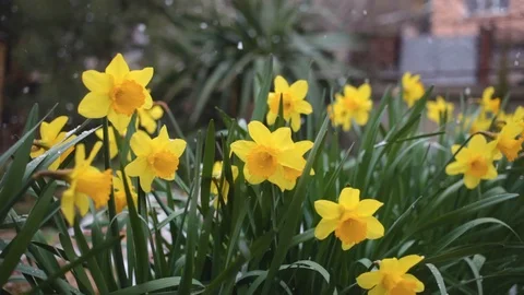 Wide shot of daffodils with snow falling on them Stock Footage 125440745