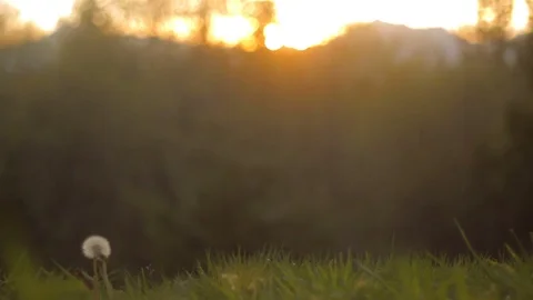Wide Shot of Dandelion in a Grassy Field During the Sunset Stock Footage