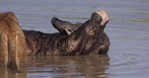 Wide shot of dead bufallo laying half submerged in water as lions feed Stock Footage 279039403