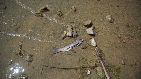 Wide shot of dead gutted fish on a lake shore Stock Footage 114620436