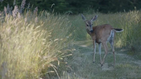 Wide Shot of a Deer in a Meadow Stockbeeldmateriaal 85455690