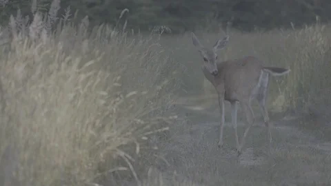 Wide Shot of a Deer in a Meadow - Log Stock Footage 85455699