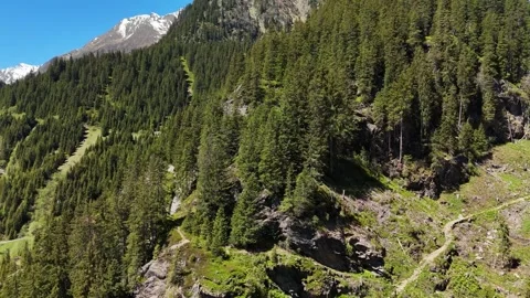 Wide Shot of Dense Coniferous Forest Covering Mountain Ridge Stock Footage 343340633