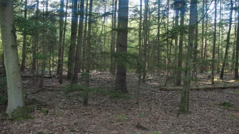 Wide Shot of Dense Forest Landscape Stock Footage 307703595