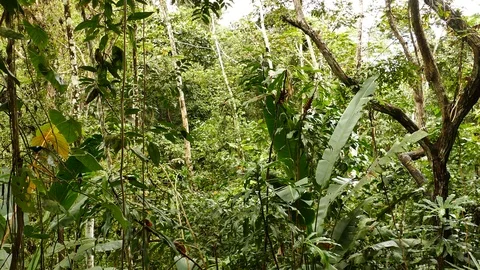 Wide shot of dense jungle setup with multiple hummingbirds flying Video stock 88419990